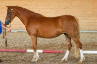 /album/stuteri-exzentric/exzentrics-gwenora-u-fotoemmyzandin20240615-169-rezi-jpg/